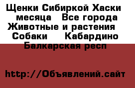 Щенки Сибиркой Хаски 2 месяца - Все города Животные и растения » Собаки   . Кабардино-Балкарская респ.